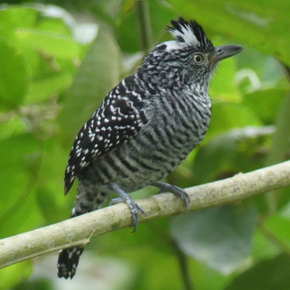 puffbird
